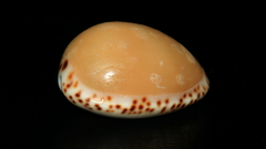 Notocypraea angustata