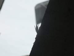 Tineoidea
