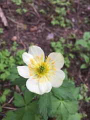 Trollius