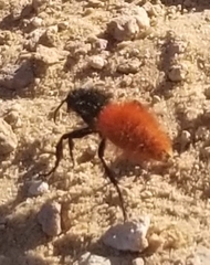 Dasymutilla magnifica