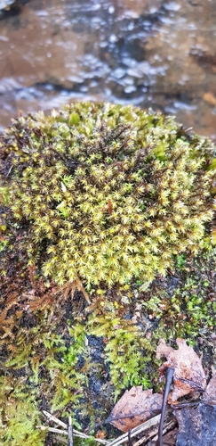 Image of Dichodontium flavescens by no rights reserved