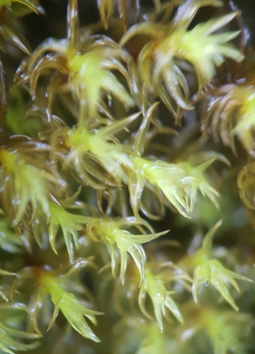 Image of Dichodontium flavescens by no rights reserved