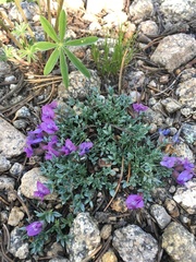 Oxytropis multiceps