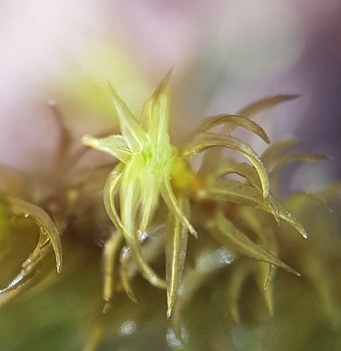Image of Dichodontium flavescens by no rights reserved