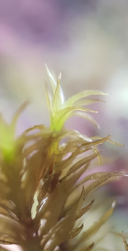 Image of Dichodontium flavescens by no rights reserved