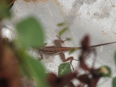 Anolis lineatopus