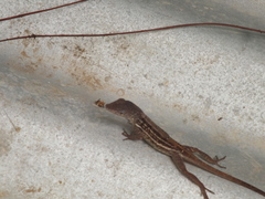 Anolis lineatopus