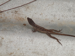 Anolis lineatopus