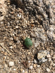 Chlorochroa