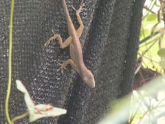Anolis grahami