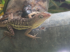 Anolis lineatopus