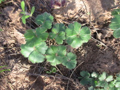 Pelargonium ternifolium