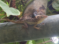 Anolis lineatopus