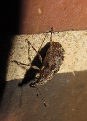 Meconemus infuscatus