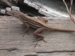Anolis lineatopus