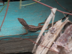 Anolis lineatopus