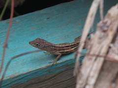 Anolis lineatopus