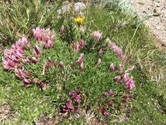 Trifolium nanum