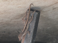 Anolis lineatopus