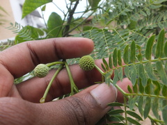 Leucaena