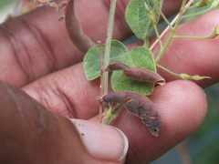 Macroptilium atropurpureum