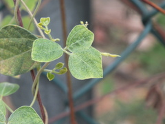 Macroptilium atropurpureum