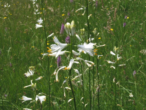 Paradisea lusitanica, photograph 5