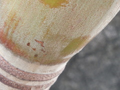 Myrmicinae