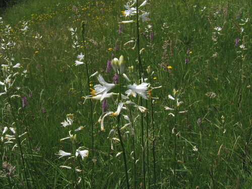 Paradisea lusitanica, photograph 6