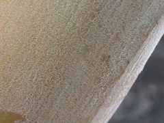 Myrmicinae