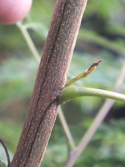 Leucaena