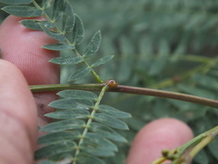 Leucaena