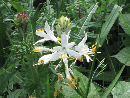Paradisea lusitanica, photograph 4