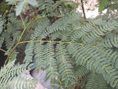 Leucaena
