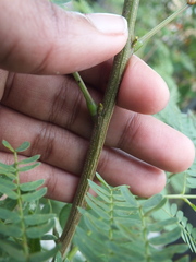 Leucaena