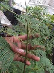 Leucaena