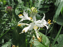 Paradisea lusitanica, photograph (c) zebedeugalinha, some rights reserved (CC BY)