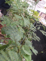 Leucaena
