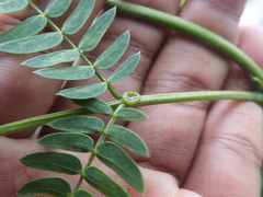 Leucaena