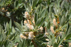 Salix eastwoodiae