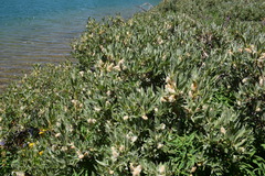 Salix eastwoodiae