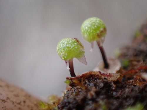 Image of Mannia gracilis by no rights reserved