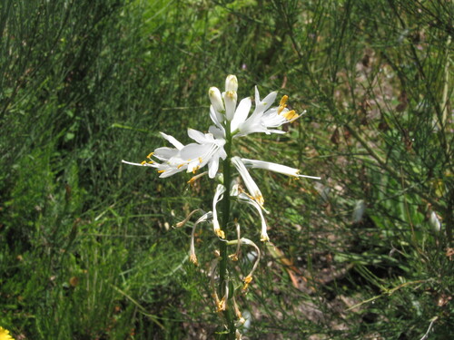 Paradise Lily (Paradisea lusitanica)