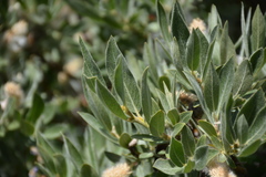 Salix eastwoodiae