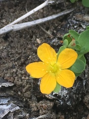 Hypericum anagalloides