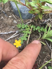 Hypericum anagalloides