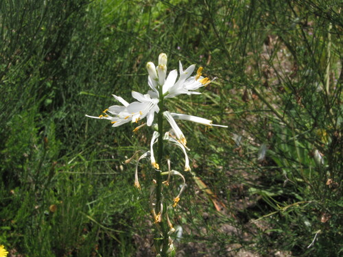 Paradisea lusitanica, photograph 2