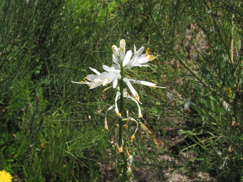 Paradisea lusitanica, photograph 1
