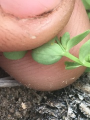 Hypericum anagalloides