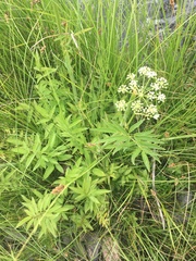Cicuta douglasii
